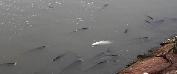 DR81JP{V8ILZS@5}%LR2XSD.png DR81JP{V8ILZS@5}%LR2XSD.png