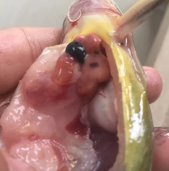 ~K8%~46ED(0{@~@2EE%$P7G.png ~K8%~46ED(0{@~@2EE%$P7G.png